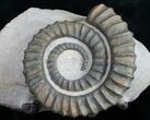 Anetoceras Ammonite With Trilobite Heads #10879-2